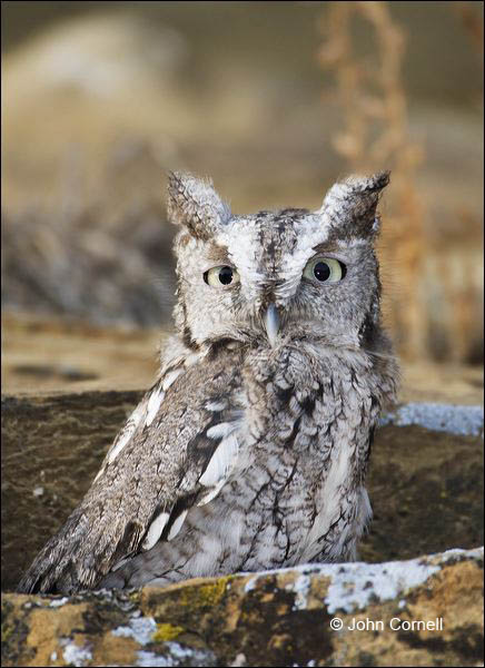 Owl;Screech Owl;Western Screech Owl;Otus kennicottii;portrait;one animal;close-up;color image;photography;day;outdoors. Wildlife;birds;animals in the wild;avifauna;eye;nature;wild;wilderness;looking;perching;perched;watch;Birds of Prey;Curved Beak;Hunter;Hunters;Predator;Predatory;Talon;Talons;Raptor;Raptors;watchful